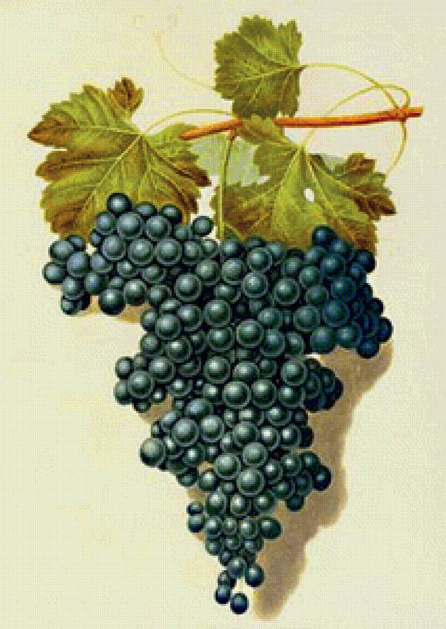 гроздь винограда - виноград, ягоды, фрукты, натюрморт - предпросмотр