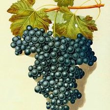 Оригинал схемы вышивки «гроздь винограда» (№1191914)