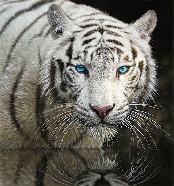 Взгляд хищника - тигр, голубые глаза, вода, кошки, взгляд хищника, животные, белый тигр - оригинал
