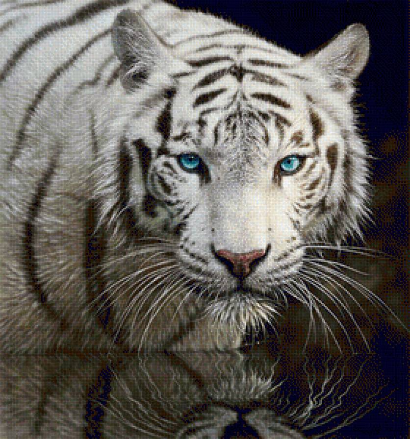 Взгляд хищника - кошки, вода, голубые глаза, взгляд хищника, тигр, животные, белый тигр - предпросмотр