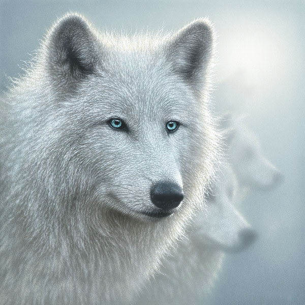 Взгляд хищника - хищники, животные, белый волк, взгляд хищника, волки, голубые глаза - оригинал