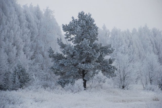 Зимний пейзаж - природа, зима, лес, пейзаж - оригинал