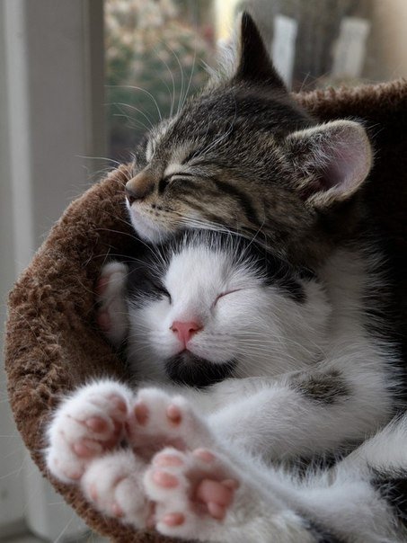 Кошки - кошки, сони, обнимашки, парочка - оригинал