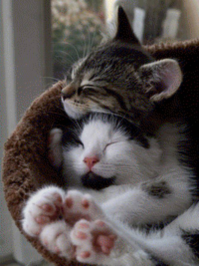 Кошки - обнимашки, парочка, кошки, сони - предпросмотр