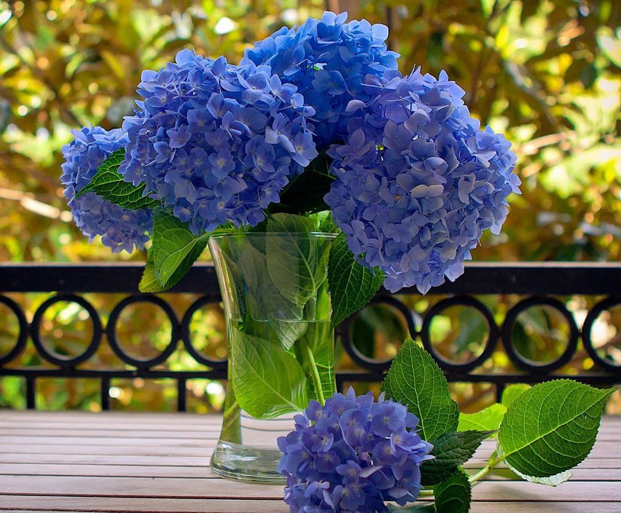 Синяя гортензия - цветы - оригинал