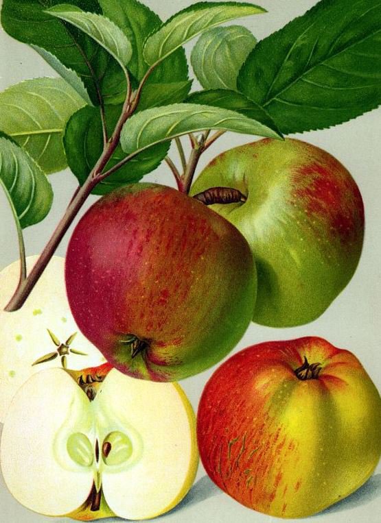 Спелые яблочки - фрукты, яблоки - оригинал