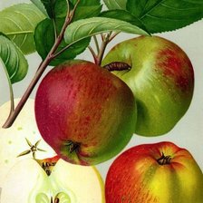 Оригинал схемы вышивки «Спелые яблочки» (№1199476)