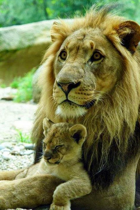 Мать и дитя, львица и львенок - красивые вышивки, пионы, вышивка крестом - оригинал
