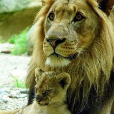 Мать и дитя, львица и львенок