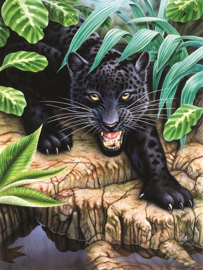 Черный леопард - хищники, леопард, животные - оригинал