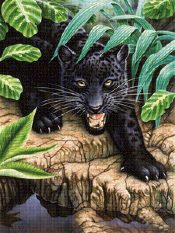 Черный леопард - леопард, животные, хищники - предпросмотр