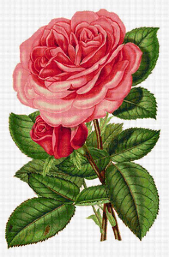 роза нежная - винтаж, розы, красные цветы, роза, ретро, розовые цветы - предпросмотр