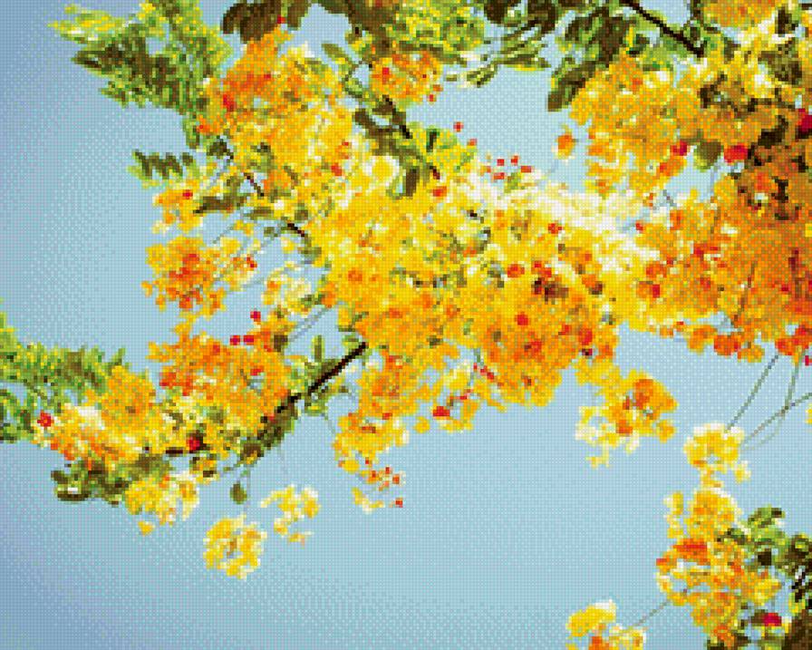 цветущее дерево - весна, желтый, небо, желтая ветка, ветка, цветы на ветке - предпросмотр