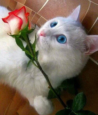 Кошка с розой. - оригинал