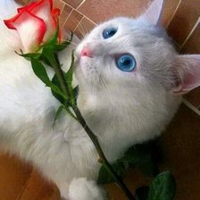 Кошка с розой.