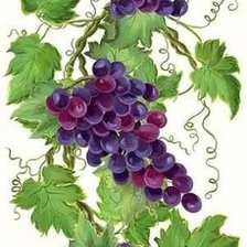 Оригинал схемы вышивки «виноград» (№1202314)