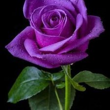 Схема вышивки «роза фиолетовая»