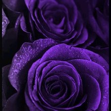 розы фиолетовые