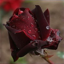 Оригинал схемы вышивки «черная роза» (№1202779)