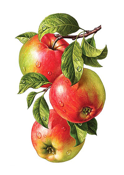 Яблочная панель - яблоко, натюрморт, для кухни, фрукты, панель, панно, яблоки - оригинал