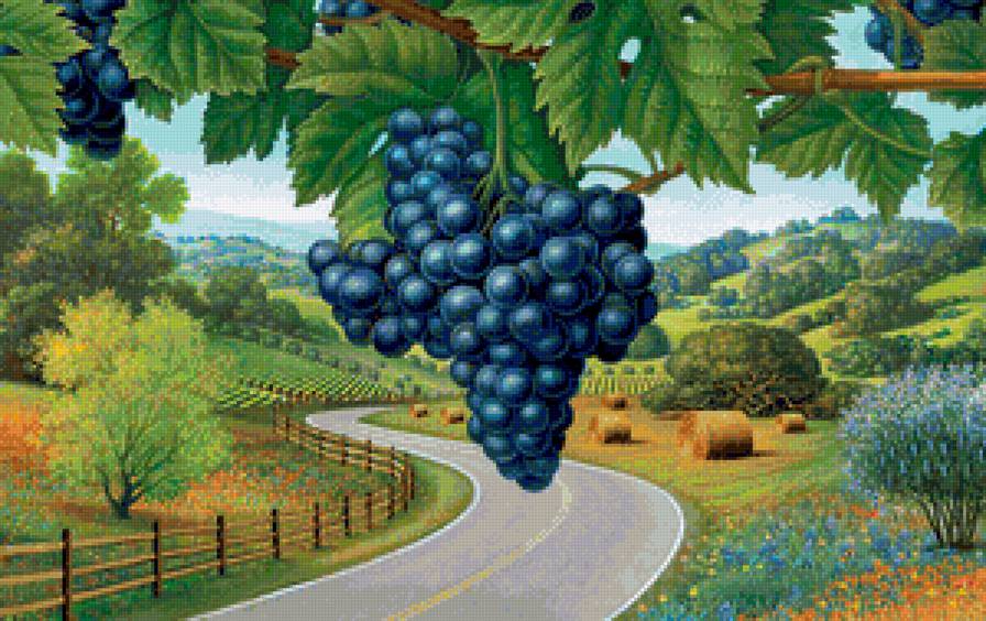 виноградная гроздь - осень, лето, пейзаж, ягоды, виноград - предпросмотр