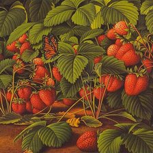 Оригинал схемы вышивки «ягодки» (№1207158)