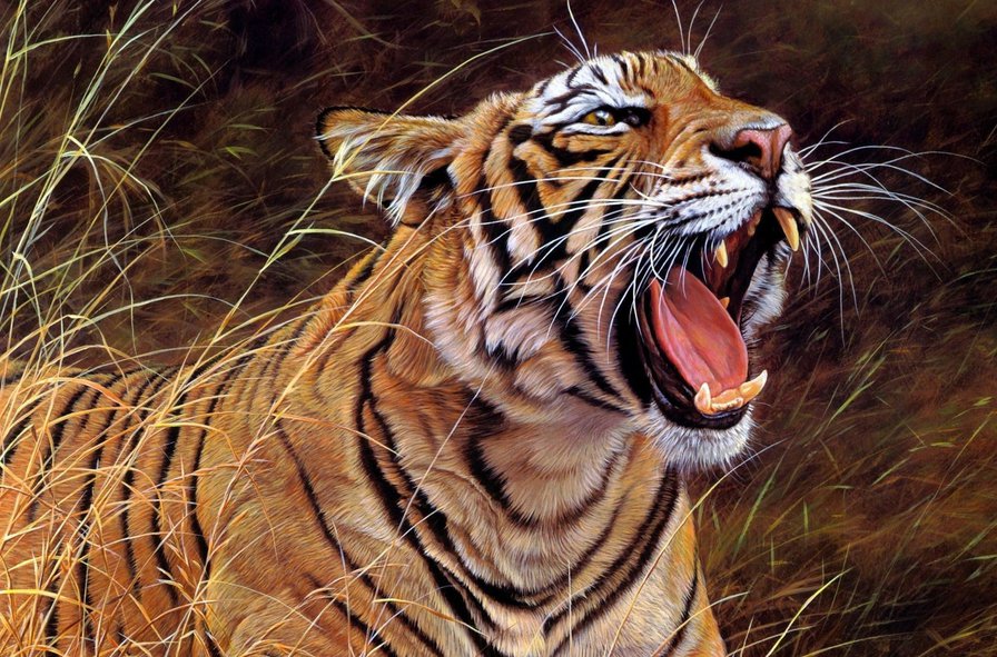 Тигр - животные, дикие хищные кошки, тигры, тигр, природа, анималисты - оригинал