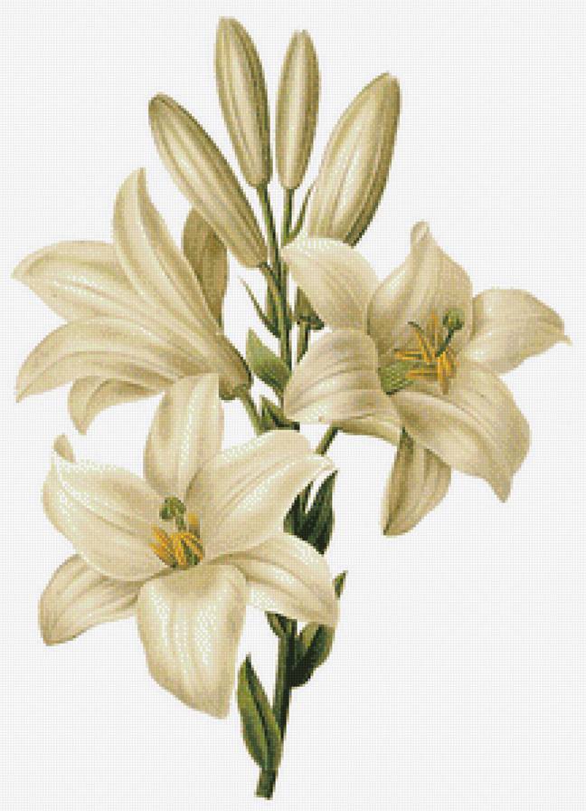 Белая лилия - лилия, белый, цветы, цветок - предпросмотр