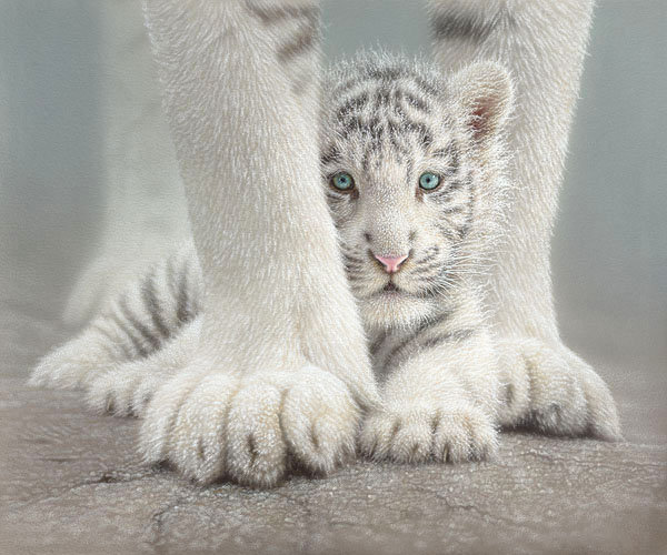 Малыш - мать и дитя, белые тигры, тигренок, кошки, тигры, животные, малыш - оригинал