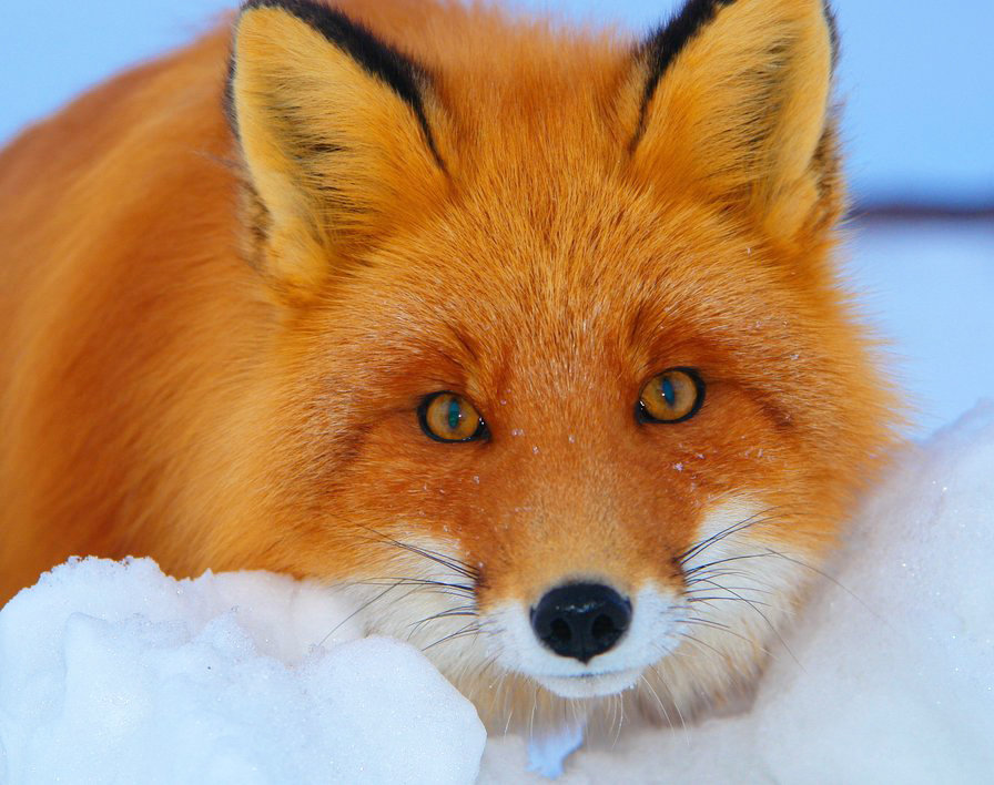 Рыжая красотка - лиса, снег, зима, лисы, лисица, рыжая, животные, зимний пейзаж - оригинал