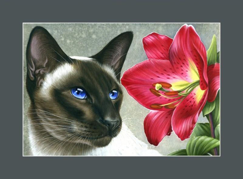 Котик и лилия - домашний любимец, кошки, цветы, кот, лилии, домашний питомец, лилия - оригинал