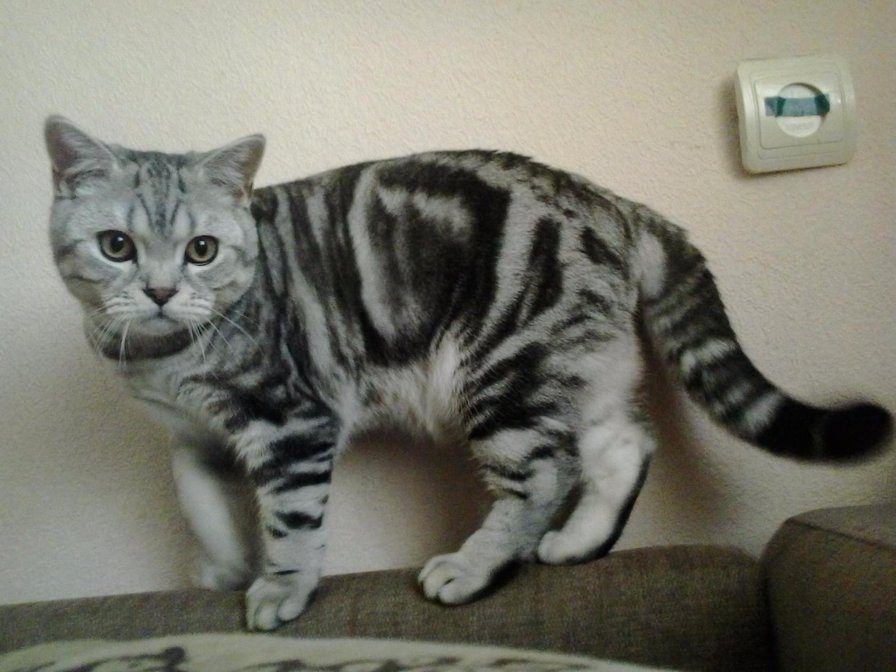 шотландский кот - полосатый, шотландец, мраморный, кот - оригинал