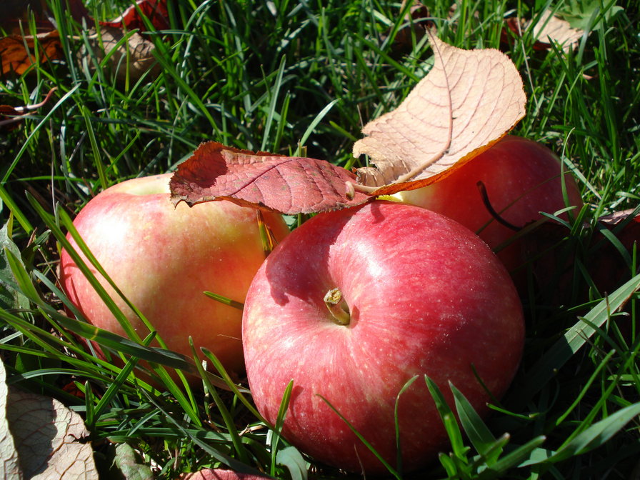 Осенние яблоки - осень, яблоки, натюрморт - оригинал