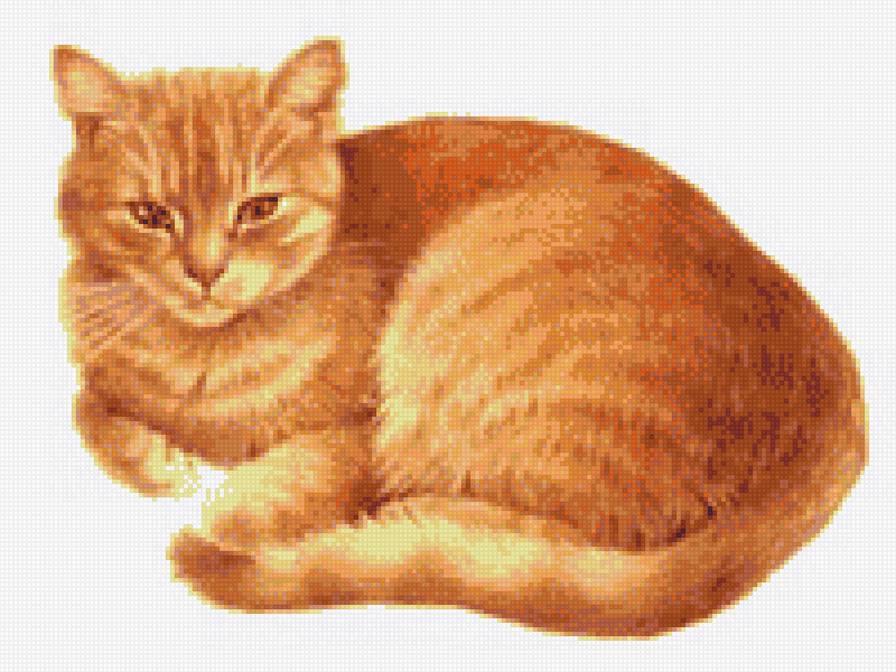 рыжий кот - кот - предпросмотр