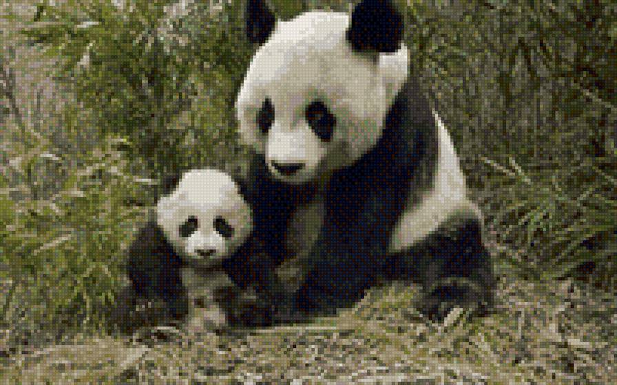 Панды - животные, панда - предпросмотр
