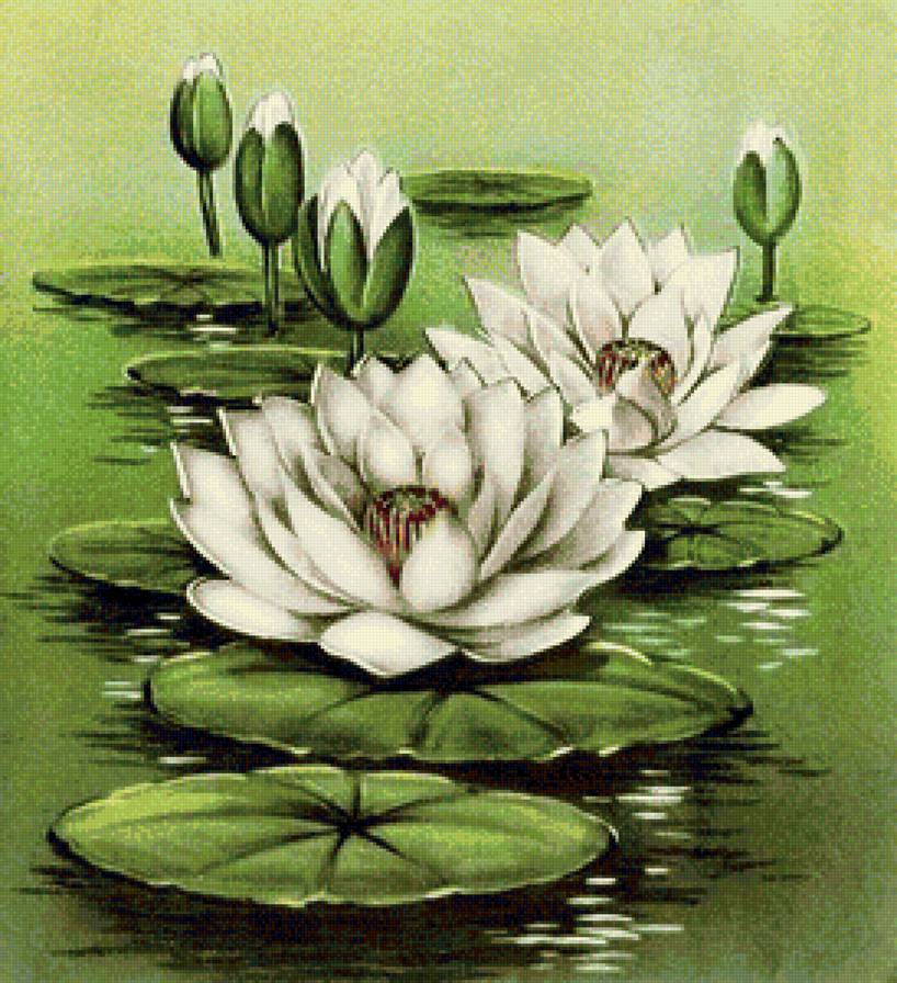 Водяные лилии - белые лилии, цветы - предпросмотр