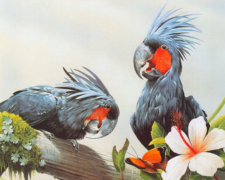 №1219301 - птицы попугаи - оригинал