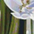 Предпросмотр схемы вышивки «белые тюльпаны» (№1219702)