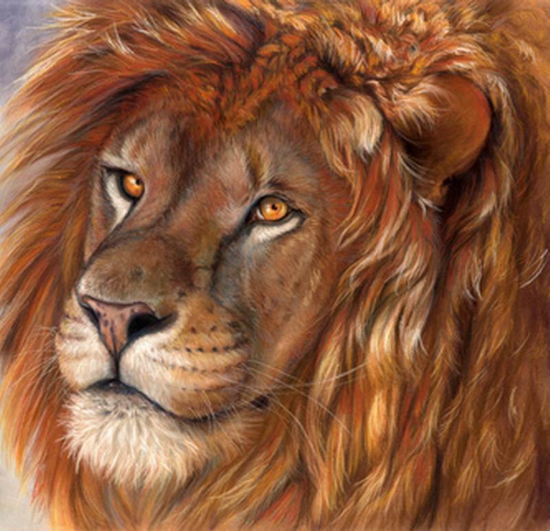 Царь зверей - животные, лев, дикие кошки - оригинал
