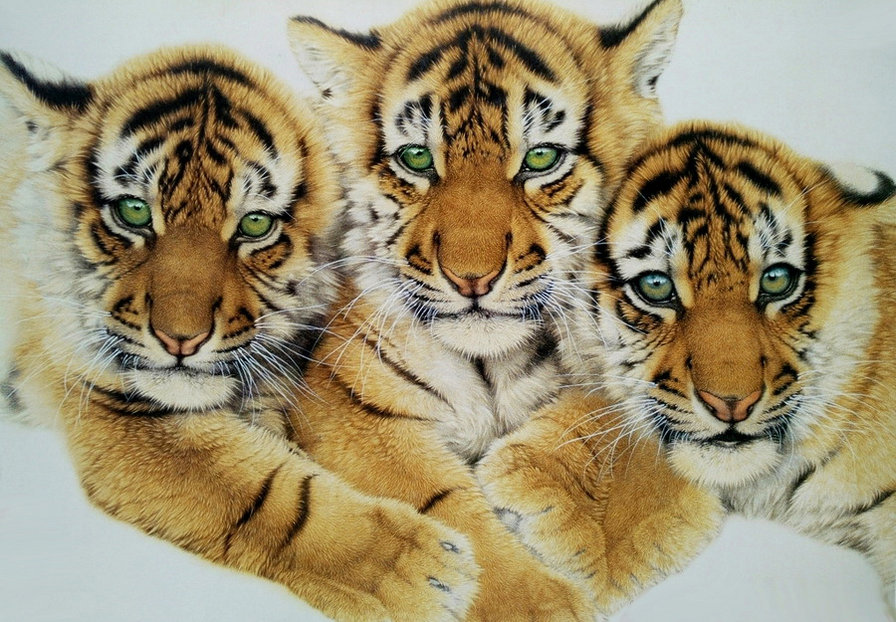 Полосатые детки - котята, тигрята, животные, кошки, дети, тигры, тигренок, портрет - оригинал