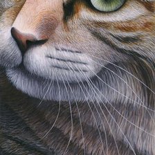 Схема вышивки «кошачий портрет»