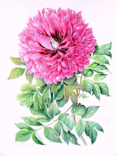 Яркий пион - розовый пион, розовые цветы, панно, живопись, цветы, пион, панель - оригинал