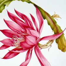 Оригинал схемы вышивки «цветок кактуса» (№1223074)