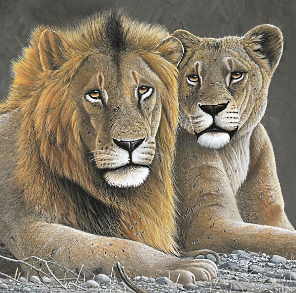 королевская чета - саванна, пара, львица, хищники, лев, африка - оригинал