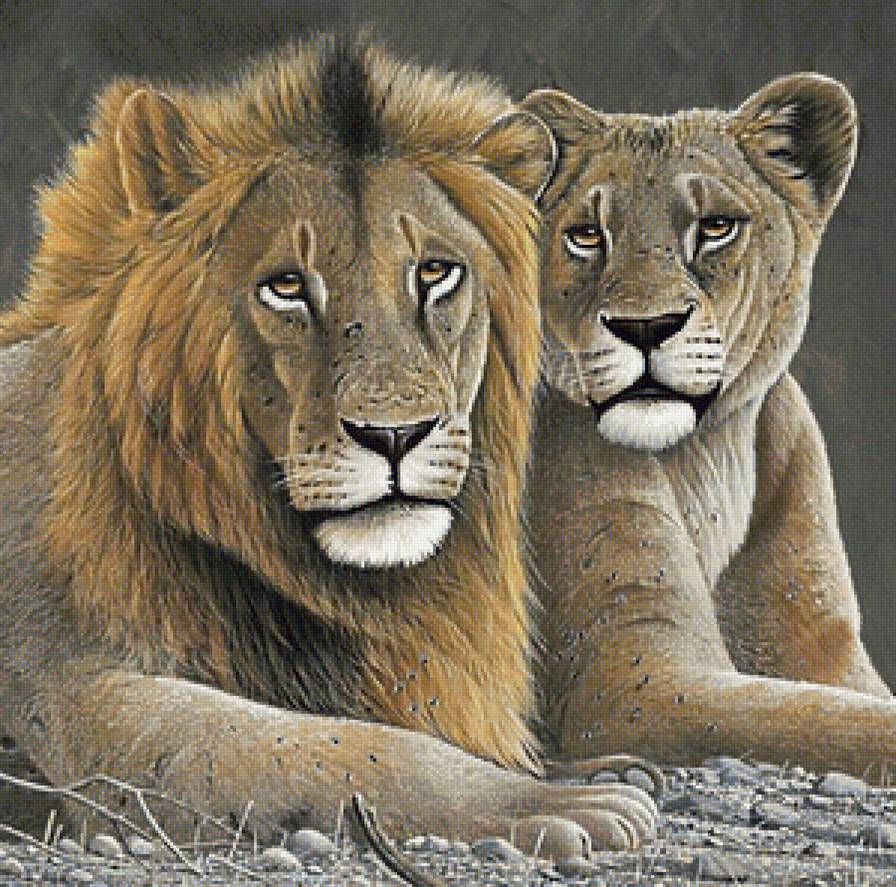 королевская чета - африка, саванна, лев, львица, пара, хищники - предпросмотр