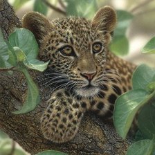 Малыш леопард