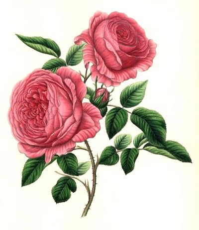 Розы - букет, роза, цветок, цветы - оригинал