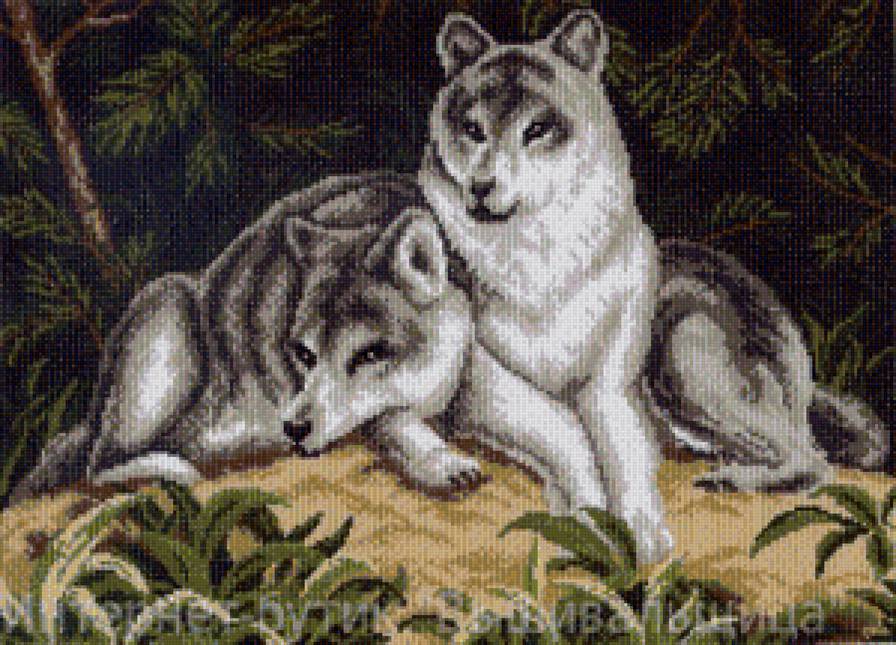 Волки в лесу - верность, любовь, волки - предпросмотр