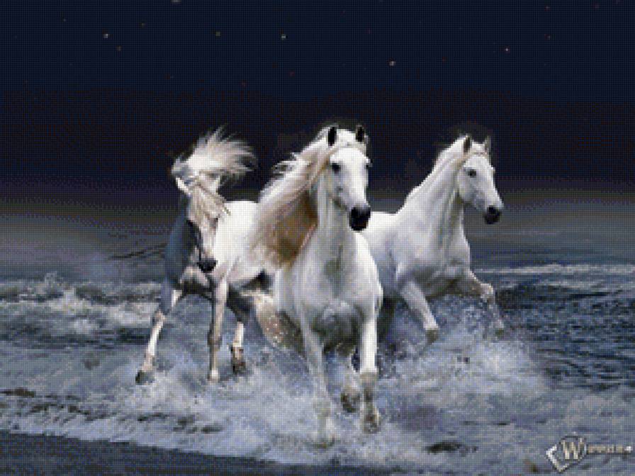 Белые лошади - море, небо, белые лошади, лошади - предпросмотр