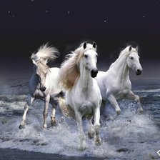 Белые лошади